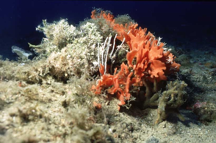 14 Pentapora fascialis.jpg